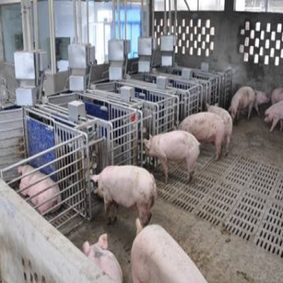 智能化全自動豬場飼喂系統